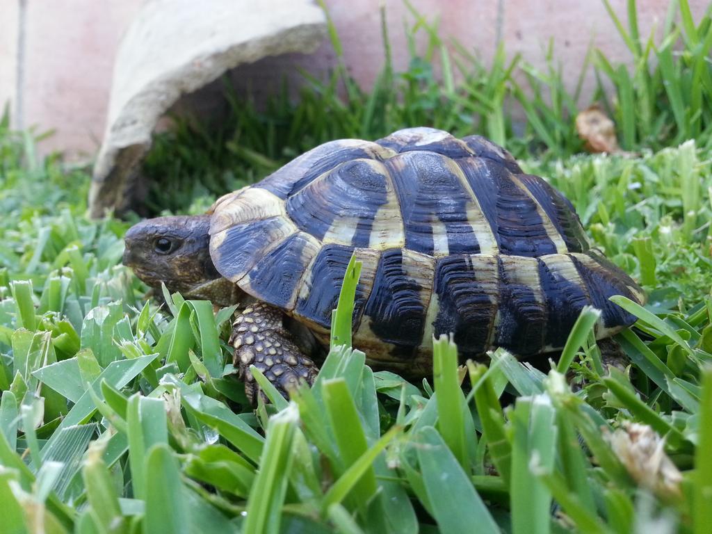 Willa Il Giardino Degli Ovali Fiumefreddo di Sicilia Zewnętrze zdjęcie
